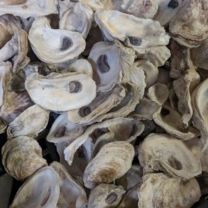 Artesanías de conchas de ostra naturales de Vietnam-Conchas marinas decorativas para uso artístico, doméstico o en el jardín por Viet Fargimex - Product Image 4