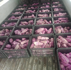 Cubos de Ñame Morado Vietnamita Congelados para Cocinar, Hornear y Preparar Smoothies, 100% Natural - Product Image 5