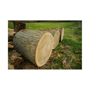 Madera de roble y haya, leña de troncos/manglares, leña de madera dura en venta, leña de madera dura, leña de abedul, roble y - Product Image 6