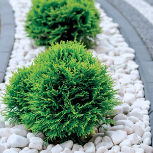 Trắng Carrara đá tự nhiên 25/40 Cuội & sỏi để trang trí sân vườn Chậu hoa 5kg định dạng gói 1 - Product Image 4