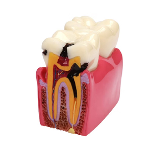 Dientes de plástico modal para instrumentos quirúrgicos dentales para estudios odontológicos - Product Image 1