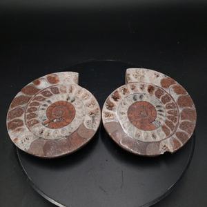 Paire d'Ammonites du Timor, pierres décoratives semi-polies, ensemble d'Ammonites naturelles assorties pour l'exposition, les collectionneurs et la vente en gros - Product Image 2