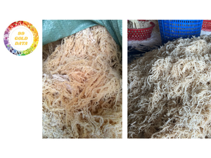 เวียดนาม99ข้อมูลสีทองมอสแห้ง Eucheuma cottonnii chondrus Crispus สาหร่ายไม่มีเกลือ - Product Image 4