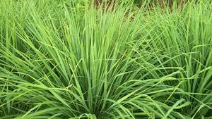 Ingrédient à base de citronnelle de qualité supérieure pour les assaisonnements culinaires, les thés aux herbes et les boissons fonctionnelles, disponible au meilleur prix - Product Image 3