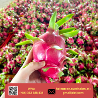 Nieuwe oogst 2024 Verse Dragon Fruit Wit Roze Vlees Graad A Sunrise Merk 9kg Netto met Competitieve Prijs