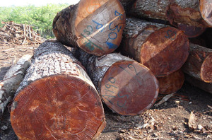 Grumes de Lauan à vendre Grumes de Lauan Acajou des Philippines Grumes de Lauan - Product Image 2