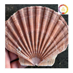 เปลือกหอยหอยเชลล์ธรรมชาติขนาดใหญ่สีขาวเป็นมิตรกับสิ่งแวดล้อมสำหรับนักออกแบบงานแฮนด์เมดตู้ปลาและร้านอาหาร - Product Image 3
