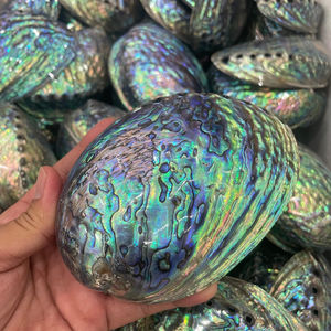 Top Trend Vietnam <b>Abalone</b> <b>Shell</b> Stunning Natural Pattern Vietnam <b>Abalone</b> <b>Shell</b> For Handmade Decoration And Art Use - Product Image 6