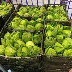 Variété d'hiver Chou vert frais biologique naturel à prix de gros - Product Image 1