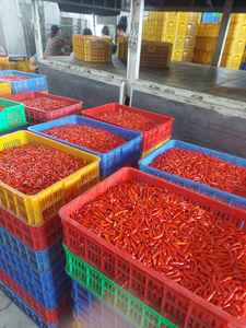 FROZEN <b>HOT</b> CHILI - HIGH QUALITY IQF FROZEN <b>HOT</b> CHILI FROM VIETNAM - Product Image 3