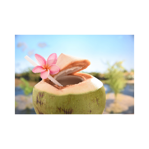 Noix de coco du Vietnam fraîches et naturelles Pure Perfection Produit agricole - Product Image 4