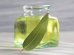 Aceite esencial de eucalipto radiata puro 100%, venta al por mayor, aceite esencial de eucalipto radiata a granel, aceite natural y de eucalipto radiata - Product Image 3