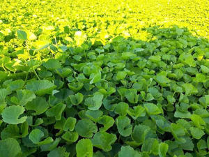 PRODUIT CHAUD 2024 SEC CHAUD/CENTELLA UTILISÉ POUR LA FABRICATION DE THÉ POUR LA PURIFICATION DU CORPS ET DE NOMBREUX AUTRES UTILISATIONS COSMETIQUES - Product Image 5