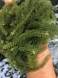 Uva de mar seca, producto estrella de 99D Vietnam, proveedor para procesadores, distribuidores y cooperación de importación a largo plazo - Product Image 5