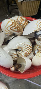 เปลือกหอย Nautilus แบบเวียดนามสำหรับพิพิธภัณฑ์สัตว์น้ำเครื่องประดับและงานฝีมือทำด้วยมือ - Product Image 3