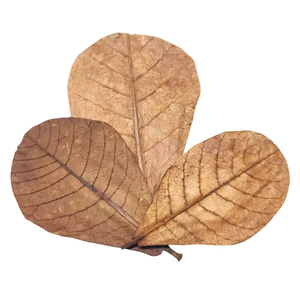 Hojas de almendra natural India para Betta tamaño inferior a 10 cm/3,93 "Paquete de 12 hojas para productos para mascotas de acuario - Product Image 1