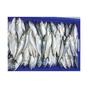 Sardines fraîches en gros fournies à bas prix avec expédition fiable par chaîne du froid - Product Image 6