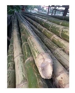 Bastón de bambú natural seco y recto bastones de bambú para la construcción con suministro de gran tamaño a granel de Vietnam - Product Image 1