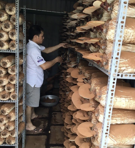 Polvo de hongo Reishi de alta calidad para mezcla de bebidas y aplicaciones culinarias de Vietnam - Product Image 2