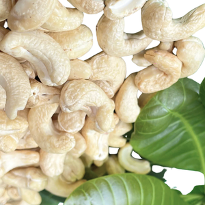 Anacardos de importación de fabricación de anacardos de Vietnam W180 al por mayor exportados a Asia, UE, ORIENTE MEDIO - Product Image 1