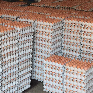 Œufs de poule de table frais de première qualité, économiques, en vrac - Product Image 5