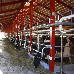 Hangar à structure en acier avec zone d'alimentation et ventilation sur le toit pour ferme laitière ou vache bovine - Product Image 1
