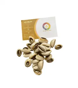 Высококачественный Полированный Нарезанный наполовину морской ракушки Cowrie Cowry по оптовой цене, вьетнамские сувенирные подарочные наборы seashell