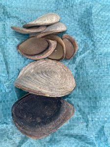 Proveedor al por Mayor de Conchas Marinas en Vietnam - Concha de Operculum de Murex y Otras Conchas Marinas para Hacer Perfume 99GD - Product Image 2