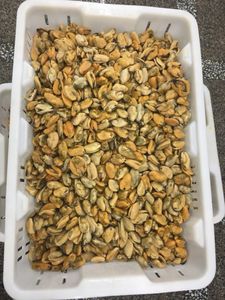 Venta al por mayor caliente MARISCOS CONGELADOS hervidos carne de mejillón cocido IQF proveedor de China - Product Image 4