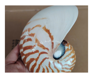 Concha de Nautilus con cámara, Concha decorativa pulida de Vietnam, elegante concha de mar en espiral para decoración de lujo, concha marina - Product Image 1