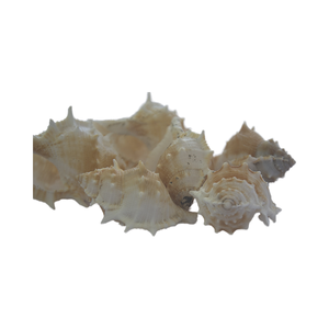 JOYERÍA SEASHELL Natural pequeña con motivos de agua Cloric pulida, concha de arte artesanal, artesanías de concha - Product Image 4