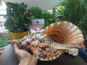 Vente en gros de coquilles de trompette océanique-Superbe conception en spirale, nettoyée et prête à l'exportation par 99 Gold Data - Product Image 3