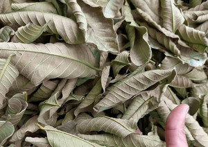 Cao cấp khô ổi lá/chất lượng cao hữu cơ trà thảo dược/sẵn sàng để sử dụng - Product Image 6