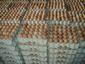 Huevos marrones frescos de granja ofrecidos al por mayor con envío confiable a todo el mundo - Product Image 5
