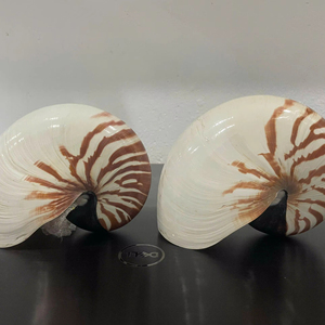 Ornement décoratif de coquillage chambré naturel Matériau d'artisanat océanique unique Fourniture à domicile Vietnam - Product Image 1