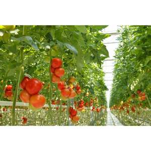 Sacs de culture fabriqués au Sri Lanka en tourbe de noix de coco naturelle et biologique de la meilleure qualité pour l'agriculture et la culture de tomates - Product Image 2