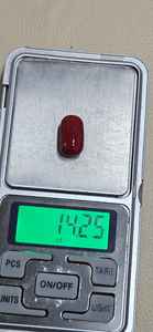 Coral Rojo Natural, Gema de Corte Ovalado, Calidad Fina para Joyería, Procedente de Rajastán - Product Image 4