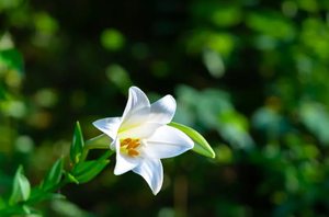 HotNatural Rhizoma Belamcandae Extrait de plantes Blackberry Lily et Blackberryky Rhizome Poudre Vitamine Ingrédient actif - Product Image 2