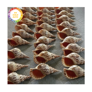 Trompeta conchas marinas auténtico Material de concha marina para proyectos artesanales DIY decoraciones de boda SUMINISTRO DE Vietnam - Product Image 5