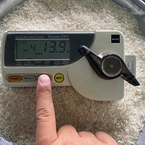 Thơm lài gạo cũ Crop 3 monts cho xuất khẩu bởi Tracy cao - Product Image 4