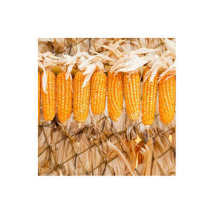 Granos de maíz deshidratados AD, maíz amarillo dulce a granel, venta al por mayor disponible - Product Image 6