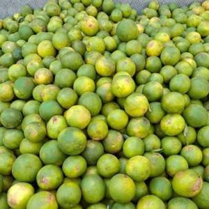 Oranges de qualité supérieure, approvisionnement en gros, oranges fraîches biologiques - Product Image 4