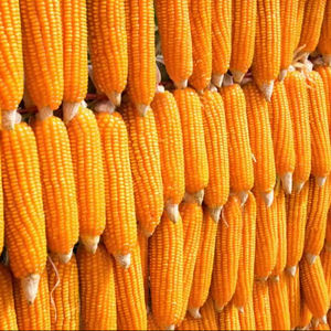 Meilleur prix pour le maïs jaune en vrac, offres d'exportation - Product Image 1
