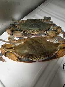 Crabe de mer entier surgelé IQF avec une durée de conservation de 12 mois - Prix bas - Product Image 3