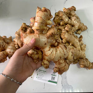 Nueva cosecha de jengibre fresco y joven al por mayor 2024/ Jengibre/ Zenzero-Suministro de jengibre fresco de Vietnam (WA: + 84362512699) - Product Image 2