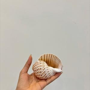 Fourniture en gros de coquillages des zones côtières du Vietnam pour la décoration de la pièce de rideau de coquillage et les ornements de jardin - Product Image 1