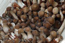 BASE DE CHAMPIGNON HERBAGRO - Product Image 6