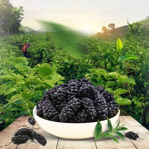 NATURAL MULBERRIES DRIED / NON-GMO / WHOLE FRUIT / CLEAN INGREDIENT - Product Image 5