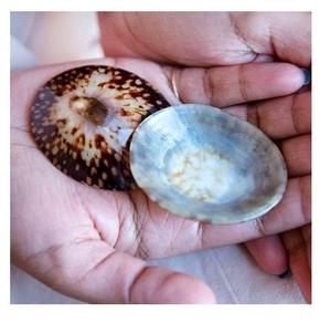 Limpet Shell Limpet Seashell Lactancia Conchas marinas Venta al por mayor Conchas decorativas para acuario Decoración costera Exportación a granel - Product Image 1