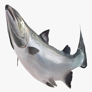 Fresh Whole Atlantic Salmon <b>Fish</b> Piece From Norway High Quality Seafood Delivered Worldwide - Product Image 6